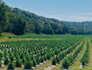 hemp fields at PHARM 