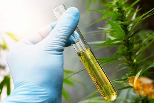 Hemp into CBD oil