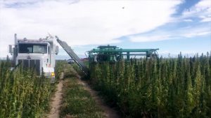 PHARM Harvesting CBD