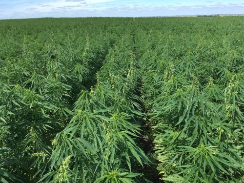 Transforming Hemp into CBD-Natures Modern-Day Miracle 