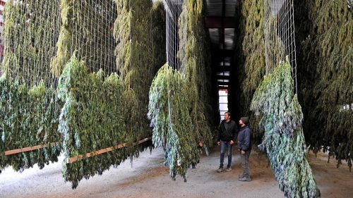 Transforming Hemp into CBD