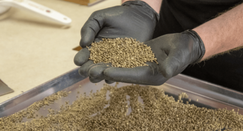 industrial hemp seed production