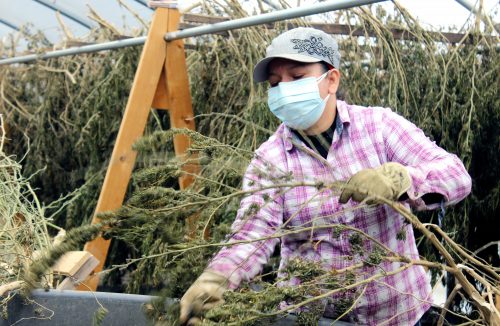 Transforming Hemp into CBD oil