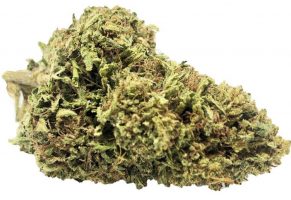 Special Sauce Strain Special Sauce Strain